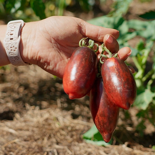 Chci vědět, co jím! Zahradnice po ruce ví, proč si hýčká užitkové záhony
