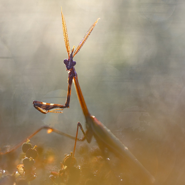 Samci kudlanky či vose stavitelce tváří v tvář. Na to se někdy čeká i roky