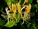 Zimolez japonský (Lonicera japonica) se doká�e za velmi krátkou dobu rozr�st...