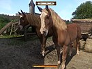 Kingdom Come: Deliverance (PlayStation 5 NextGen)