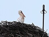 Samice �ápa bílého dorazila na komín v Chebu o týden d�íve, ne� vloni. (13....