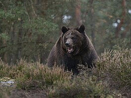 Medv�d hn�dý (ilustra�ní foto)