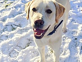 Lucky a jeho první sníh