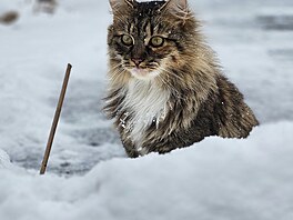 ko�i�ka ��ta