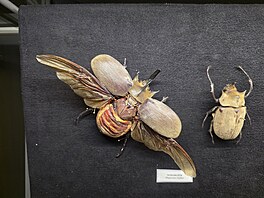 �ást výstavy je v�nována roh�m a dal�ím vý�n�lk�m slou�ícím zejména k boji mezi...