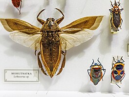 Asie je domovem i dal�ího exemplá�e � mohutnatky. �Jde o vodní hmyz, který m��e...