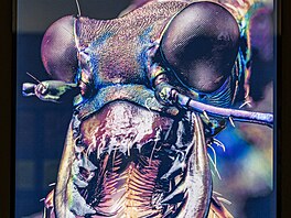 Prostory Dietrichsteinského paláce na Zelném trhu zdobí p�es 200 fotografií od...