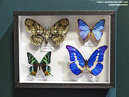 Kovový lesk krom� babo�kovitých motýl� z Amazonie zdobí i zlatohlávky v...