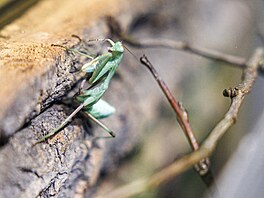 Tady se n�co hýbe. Z jednoho z terárií, která jsou na výstav� rovnom�rn�...