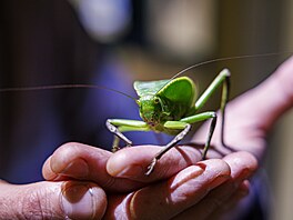 Tak velká, �e se jí u� nechce skákat. Dal�ím �ivým exemplá�em je kobylka z...
