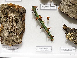 M�ra, nebo k�ra? A tohle p�ece musí být trn. N�které druhy hmyzu dovedly...