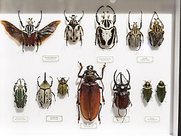 K vid�ní jsou i titán obrovský nebo goliá� obrovský. �M��ete vid�t, �e titán,...