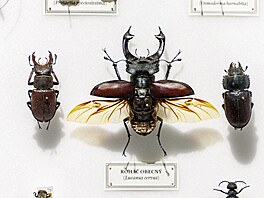 �eským gigant�m dominuje rohá� obecný, známý díky svým mohutným kusadl�m. �Máme...