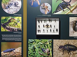 Výstava se v�nuje i zobrazení hmyzu v kultu�e. Procházka p�ipomíná Brouka...