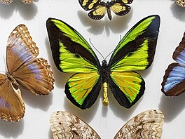 Na náv�t�vníky �eká i animace a dotyková hra od student� st�ední �koly um�ní a...