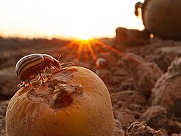 Close-Up Photographer of the Year/Hmyz