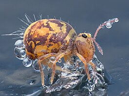 Close-Up Photographer of the Year/Bezobratlí