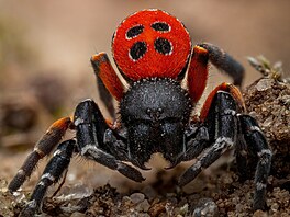 Close-Up Photographer of the Year/Bezobratlí