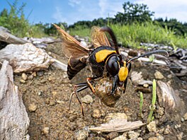 Close-Up Photographer of the Year/Hmyz