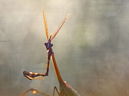 Close-Up Photographer of the Year/Bezobratlí