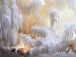 Close-Up Photographer of the Year/Hmyz