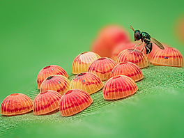 Close-Up Photographer of the Year/Hmyz