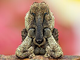 Close-Up Photographer of the Year/Bezobratlí