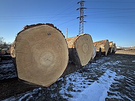 Aukce cenného d�íví v Chropyni vynesla více ne� 40 milion� korun. (18. února...