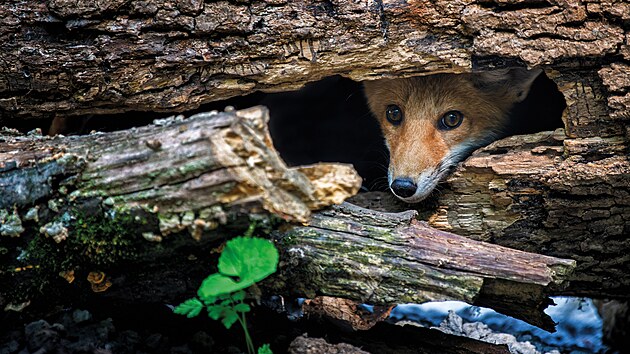 ilustra�ní snímek