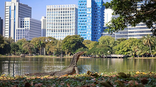 Jinde maj� toulav� ko�ky, psy nebo t�eba nenechav� racky a hejna holub�. Bangkoku ov�em za�ali v�vodit varani skvrnit�. Probl�my, a� na n�jak� to vloup�n� do nest�e�en� dom�cnosti, s nimi zat�m nejsou.