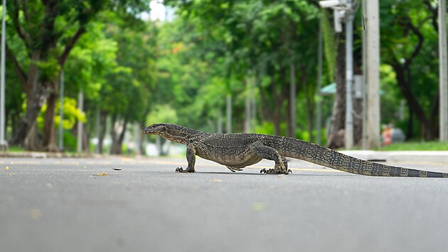 Ne v�ichni varani v Bangkoku jsou ob��mi draky. V�t�ina z nich je jen takov�mi p�erostl�mi je�t�rkami.