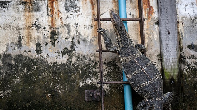 Varani se po m�st� voln� pohybuj� b�hem dne, zejm�na kdy� pr��. Mimo vodu se ale pohybuj� nejist� a rozv�n�, na sou�i se c�t� ohro�en� a zraniteln�. Proto se p�idr�uj� ���n�ch kan�l�.