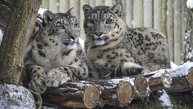 Kr�lov� hor ve sv�m �ivlu. Irbisov� (levharti sn�n�) maj� d�ky hust� srsti a �irok�m tlap�m, kter� funguj� jako sn�nice, v jihlavsk� zoo v t�chto dnech ide�ln� podm�nky. Na rozd�l od l�ta jsou v mrazech mnohem aktivn�j��.