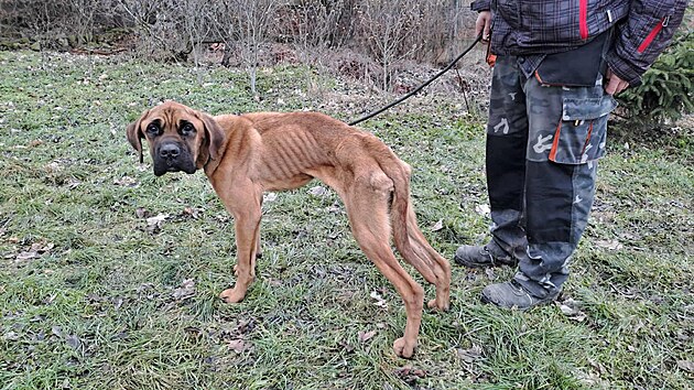 Zubo�en� ro�n� �t�n� na�li p�iv�zan� k betonov�mu bloku na opu�t�n�m m�st� v Podbo�anech. Pes se bude zotavovat t�dny.