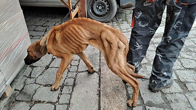 Zubo�en� ro�n� �t�n� na�li p�iv�zan� k betonov�mu bloku na opu�t�n�m m�st� v Podbo�anech. Pes se bude zotavovat t�dny.