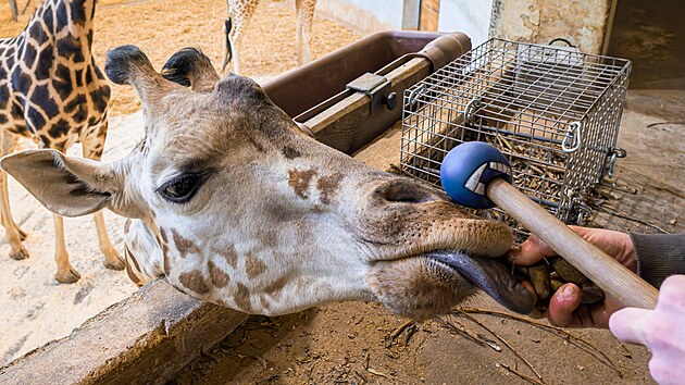 �irafa Johanka absolvuje veterin�rn� tr�nink. (4. �nora 2026)