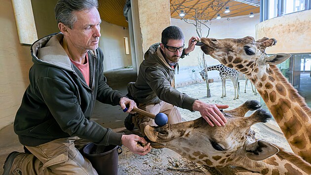 �irafa Johanka absolvuje veterin�rn� tr�nink. (4. �nora 2026)
