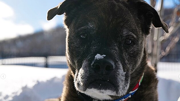 Lindsey Vonnov� se na soci�ln�ch s�t�ch sv��ila se smutnou zpr�vou. Kr�tce po v�n�m p�du p�i�la o sv�ho dlouholet�ho ps�ho par��ka Lea, kter� j� byl oporou t�in�ct let.