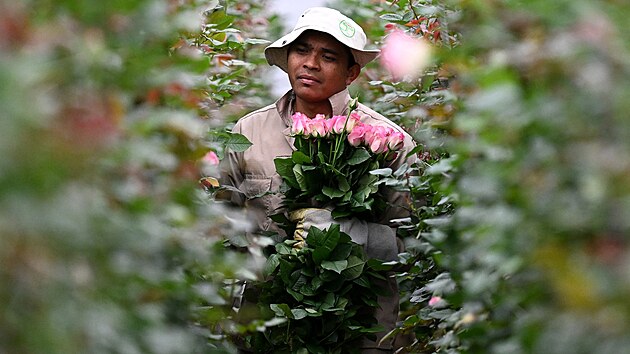 Zam�stnanec firmy nedaleko Bogoty p�ipravuje r��e na export. Kolumbie pat�� k nejv�t��m v�vozc�m kv�tin na sv�t�. (3. �nora 2026)