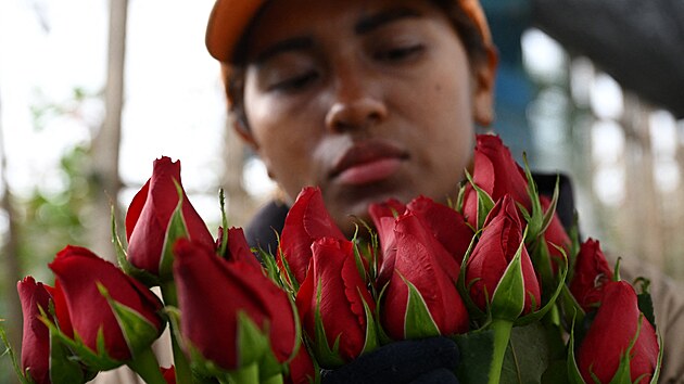 Zam�stnankyn� firmy nedaleko Bogoty p�ipravuje r��e na export. Kolumbie pat�� k nejv�t��m v�vozc�m kv�tin na sv�t�. (3. �nora 2026)