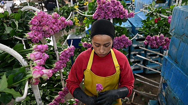Zam�stnankyn� firmy nedaleko Bogoty p�ipravuje r��e na export. Kolumbie pat�� k nejv�t��m v�vozc�m kv�tin na sv�t�. (3. �nora 2026)