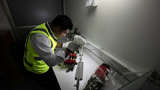 Kolumbie pat�� k nejv�t��m v�vozc�m kv�tin na sv�t�. P�ed odletem proch�zej� inspekc� tak jako na tomto sn�mku. (10. �nora 2026)