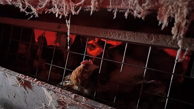 Inspekto�i St�tn� veterin�rn� spr�vy objevili v Ivan�ic�ch na Brn�nsku neevidovan� velkochov slepic, kter� v n�m �ily v nevyhovuj�c�ch podm�nk�ch. Denn� produkovaly osm stovek vajec, kter� chovatel prod�val jako dom�c�. (�nor 2026)