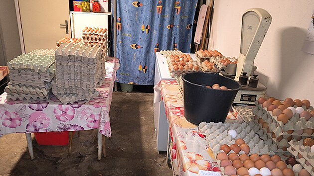 Inspekto�i St�tn� veterin�rn� spr�vy objevili v Ivan�ic�ch na Brn�nsku neevidovan� velkochov slepic, kter� v n�m �ily v nevyhovuj�c�ch podm�nk�ch. Denn� produkovaly osm stovek vajec, kter� chovatel prod�val jako dom�c�. (�nor 2026)