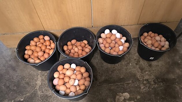 Inspekto�i St�tn� veterin�rn� spr�vy objevili v Ivan�ic�ch na Brn�nsku neevidovan� velkochov slepic, kter� v n�m �ily v nevyhovuj�c�ch podm�nk�ch. Denn� produkovaly osm stovek vajec, kter� chovatel prod�val jako dom�c�. (�nor 2026)