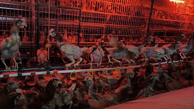 Inspekto�i St�tn� veterin�rn� spr�vy objevili v Ivan�ic�ch na Brn�nsku neevidovan� velkochov slepic, kter� v n�m �ily v nevyhovuj�c�ch podm�nk�ch. Denn� produkovaly osm stovek vajec, kter� chovatel prod�val jako dom�c�. (�nor 2026)