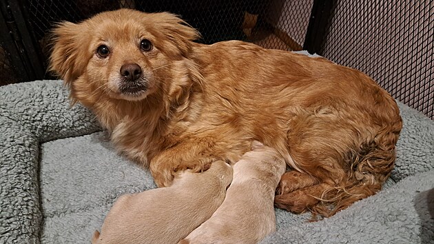 P�vodn� majitel nechal fenku s �erstv� narozen�mi �t��aty u lesa napospas osudu. (16. �nora 2026)