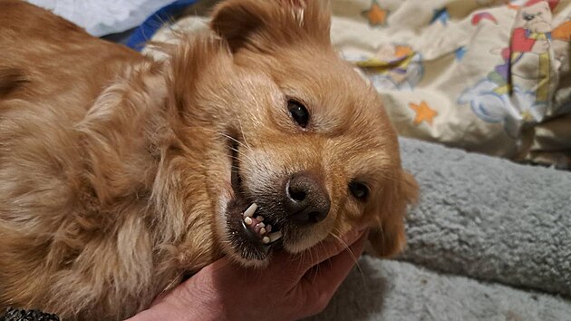 P�vodn� majitel nechal fenku s �erstv� narozen�mi �t��aty u lesa napospas osudu. (16. �nora 2026)