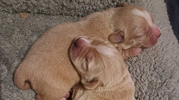 P�vodn� majitel nechal fenku s �erstv� narozen�mi �t��aty u lesa napospas osudu. (16. �nora 2026)