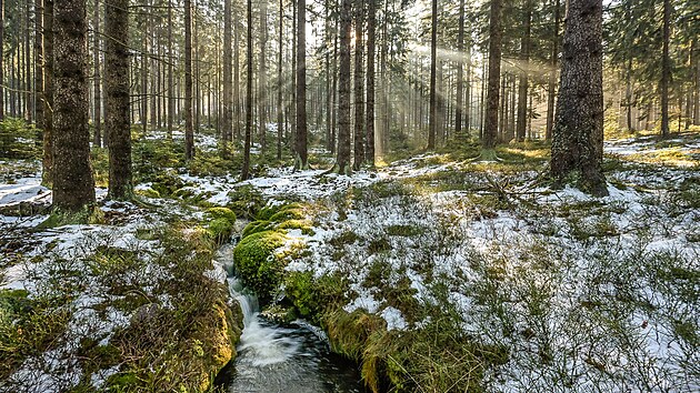 Brdsk� lesy p�sob� drsn� i n�n� z�rove�.